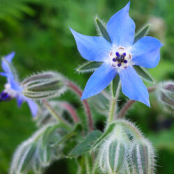 Boarge flower