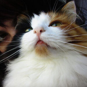 Three colored majestic cat