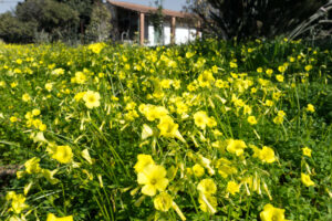 Read more about the article Wild edible – Buttercup Oxalis