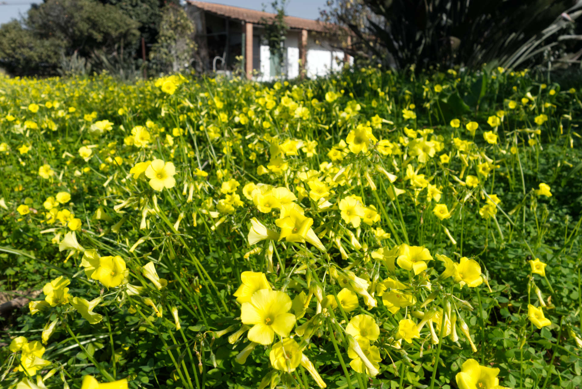 You are currently viewing Wild edible – Buttercup Oxalis