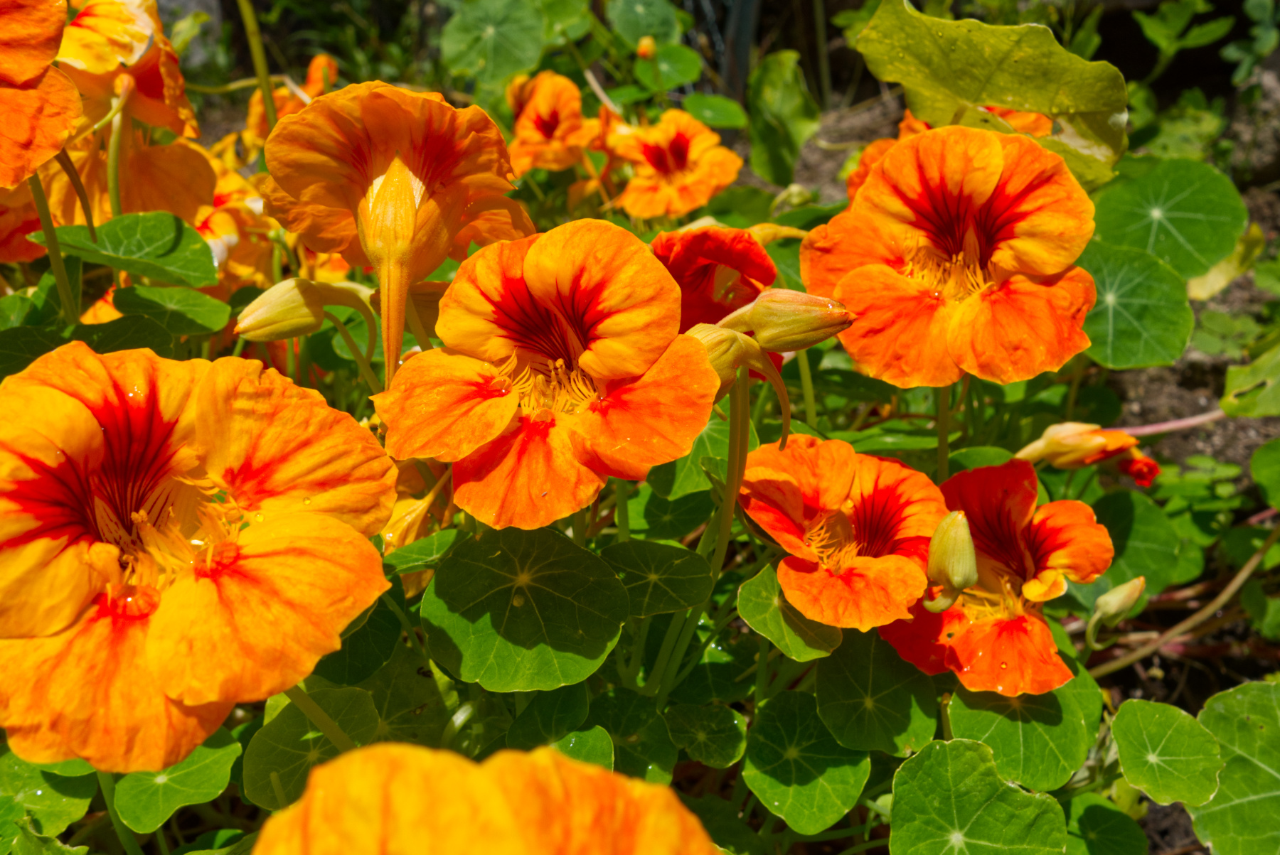 You are currently viewing Wild edible – Garden Nasturtium / Indian Cress