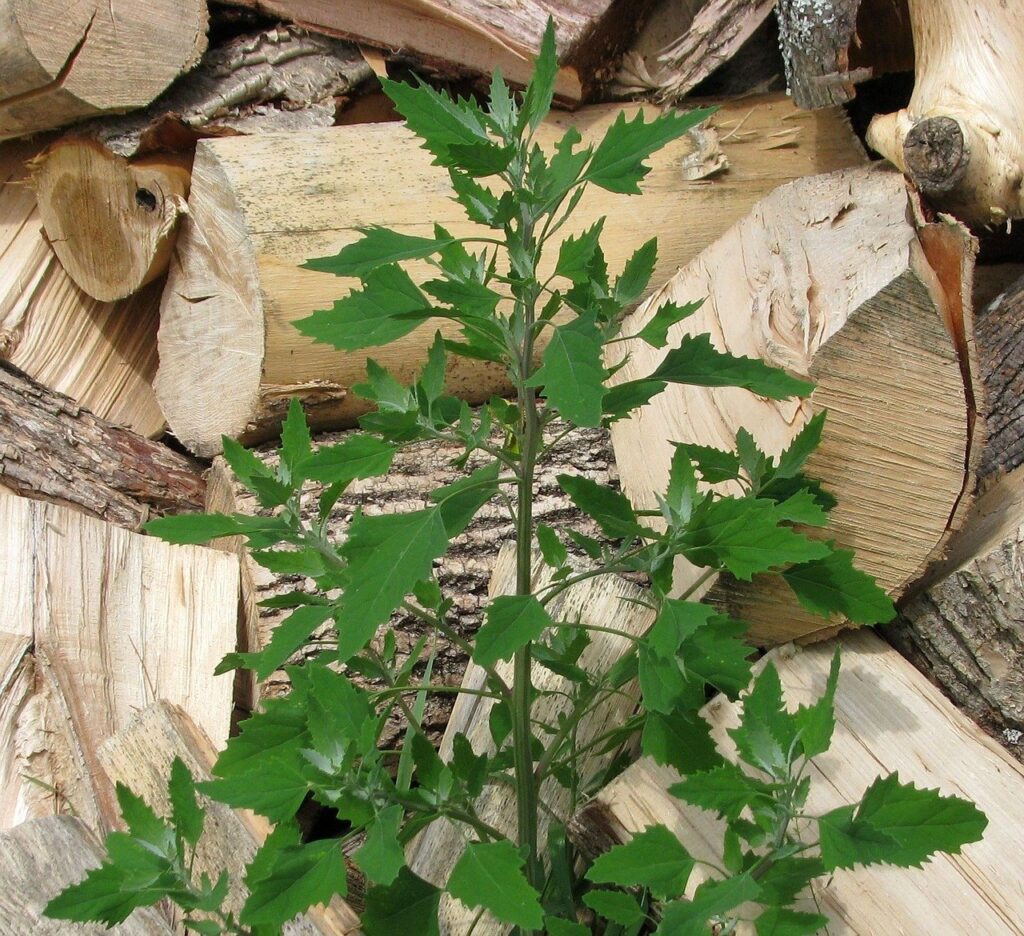 Wild edible - Fat Hen Fat hen plant with fresh leaves with chopped wood background