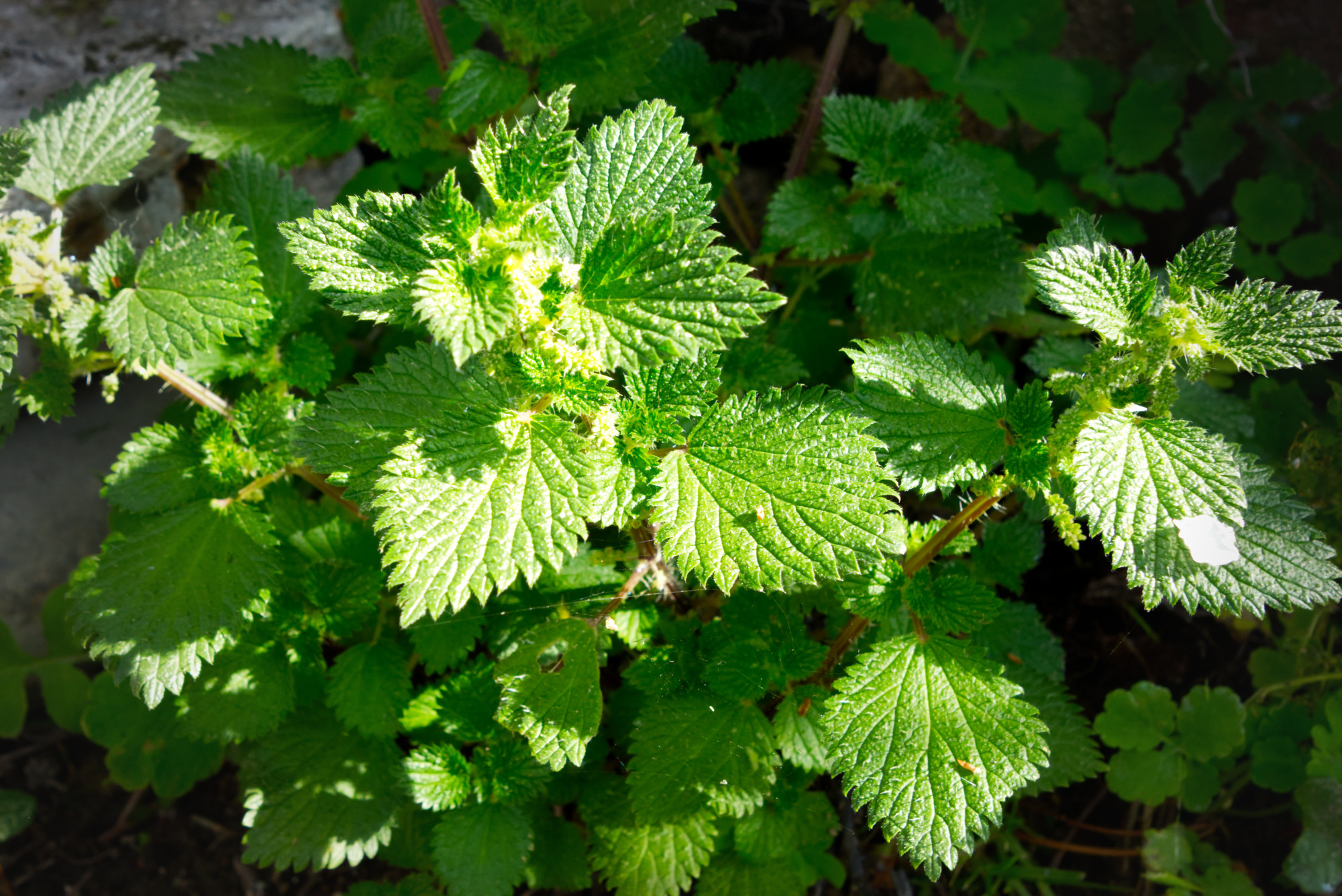 You are currently viewing Wild edible – Nettle