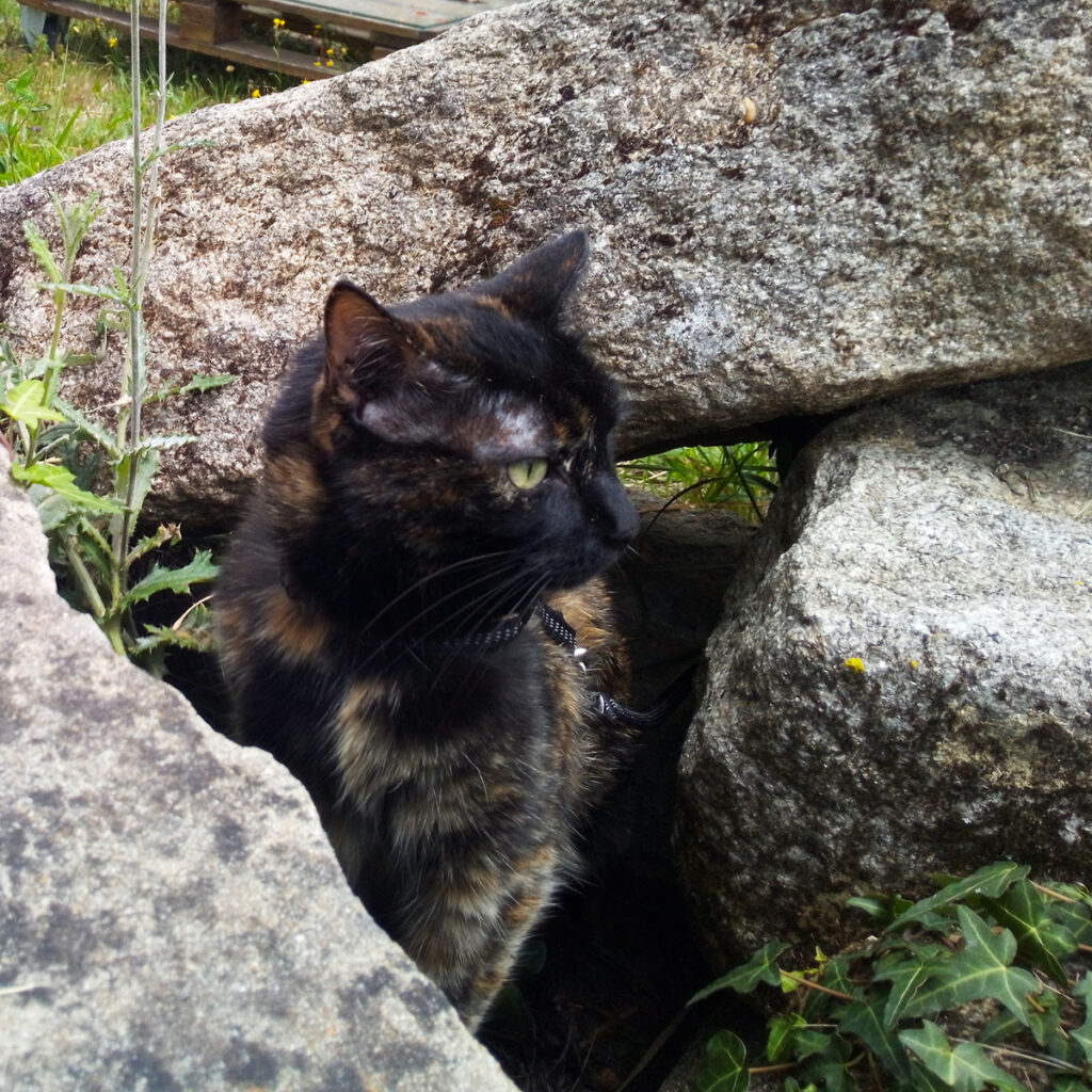 Home Cat in between the stones and grasses
