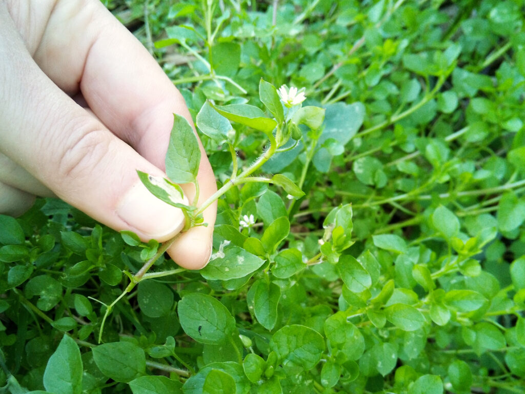 Wild edible - Chickweed