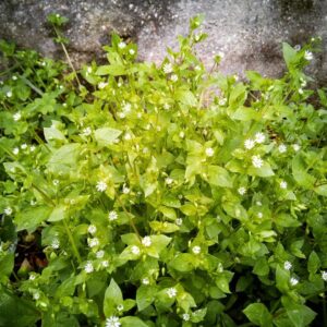 Read more about the article Wild edible – Chickweed