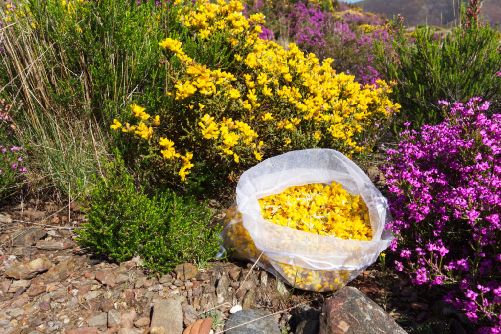Wild edible - Carqueja (PT) A bag full of pterospartum tridentatum flowers in nature with blooming bushes in the background