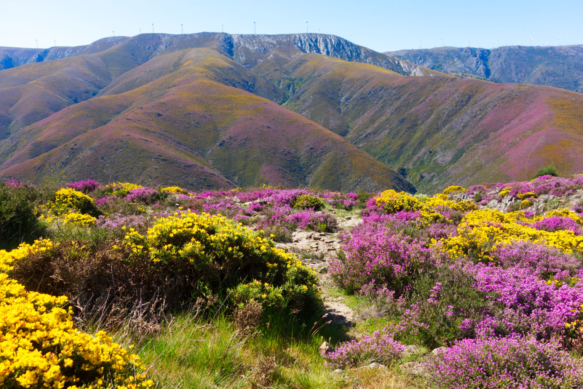 Read more about the article Wild edible – Carqueja (PT)