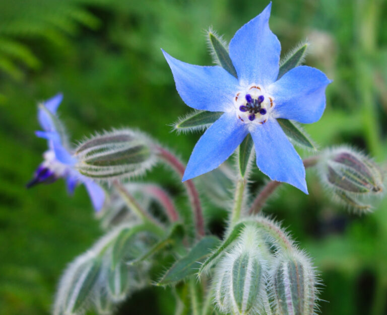 Wild edible - Borage Wild edible – Borage