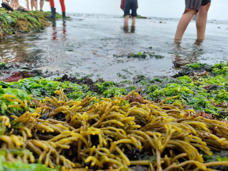 Workshop: Hike through edible Seaweed Workshop: Hike through edible Seaweed